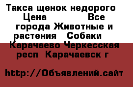 Такса щенок недорого › Цена ­ 15 000 - Все города Животные и растения » Собаки   . Карачаево-Черкесская респ.,Карачаевск г.